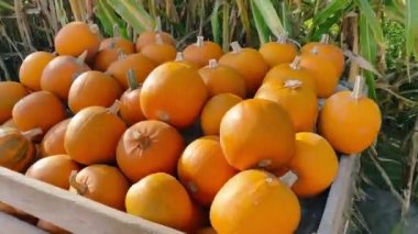 Balkabağı çiftliği. Balkabağı fuarı ve satışı. Sonbahar