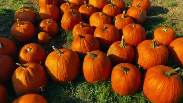 Veel Orange Pumpkins. Halloween symbool — Stockvideo