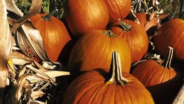 Calabazas sentadas en el campo para la venta. — Vídeo de stock