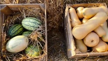 Kutuda satılık balkabakları. Balkabağı. Mantar çalısı kabağı