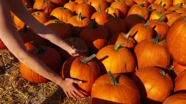 Poniendo calabaza en una carretilla, niña agricultora poner en una calabaza en una carretilla . — Vídeos de Stock