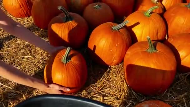 Close-up of putting pumpkin in a wheelbarrow, girl farmer put in a pumpkin in a wheelbarrow. 4k — Stock Video