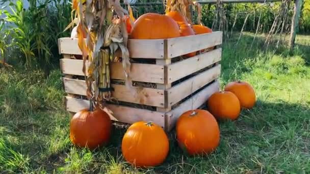 Une pile de citrouilles biologiques récoltées et ramassées dans une caisse en bois — Video