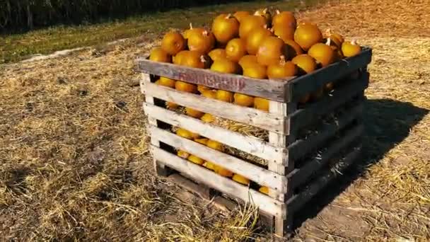 Dýně na podzimním trhu farmářů na Den díkůvzdání a Halloween — Stock video