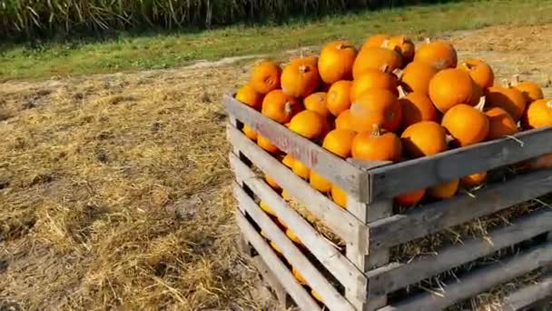 Abóboras em caixa de armazenamento de madeira no campo de agricultores — Vídeo de Stock