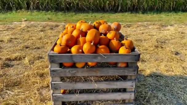 Pumpkins at Autumn Fall Farmers Market for Thanksgiving and Halloween — Stock Video