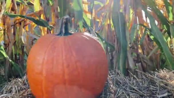 Calabaza naranja grande en el fondo de un maizal — Vídeos de Stock