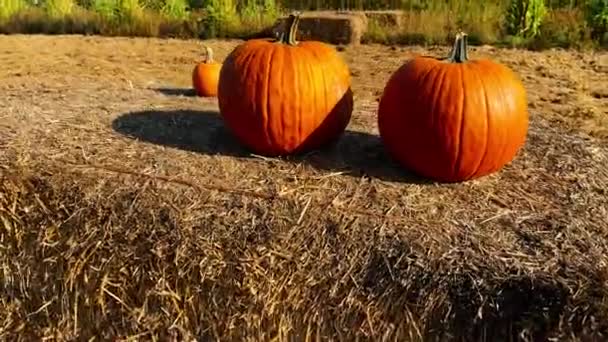 Halloween Pumpkins And Haystack. Halloween Background — Stock Video