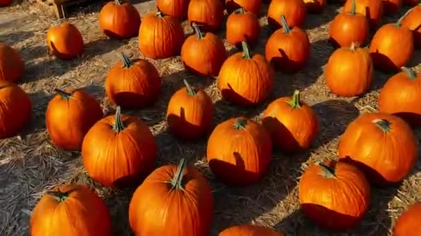 Grandes abóboras estão esperando nas asas para decorar o feriado de Halloween — Vídeo de Stock