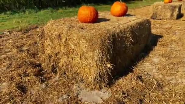 Harvest of pumpkins at the autumn fair — Stock Video