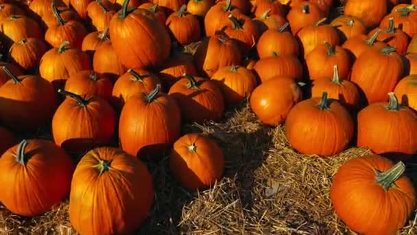 Field of orange pumpkins waiting for the celebration — Stock Video