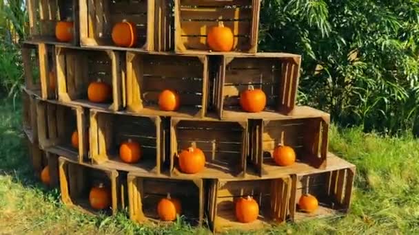 Pequeñas calabazas en cajas de madera en la exposición — Vídeo de stock