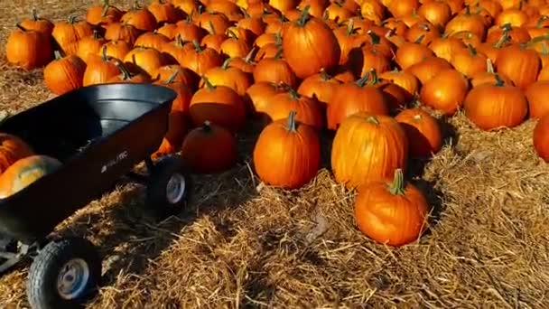 Kürbistransporte auf einer Gartenschubkarre an einem sonnigen Herbsttag — Stockvideo