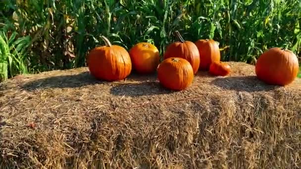 Abóboras em cima de fardos de feno prontos para venda para o Halloween — Vídeo de Stock
