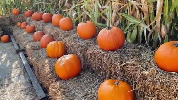 Big orange pumpkin for Halloween — Stock Video