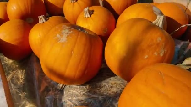 Pumpkins sitting in field for sale — Stock Video