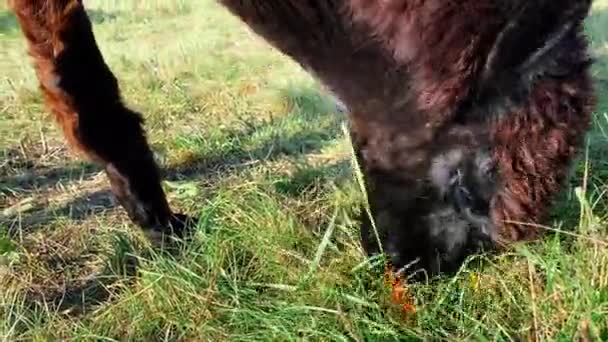 Zwarte alpaca eet een stukje wortel in de dierentuin — Stockvideo
