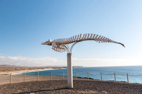 Whale Skeleton in Coast in Fuerteventura at El Cotillo in the Canary Islands, Spain.