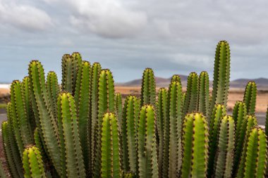 Cactus in the garden of the Museo del Queso Majorero in Antigua, Fuerteventura in Spain. clipart