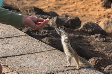 Fuerteventura, İspanya 'daki taşlardan oluşan arka planda küçük şirin bir Afrika sincabı..