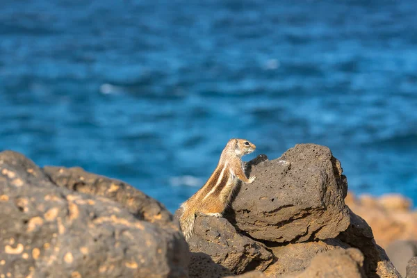 Leuke Kleine Afrikaanse Grondeekhoorn Een Achtergrond Van Stenen Fuerteventura Spanje — Stockfoto