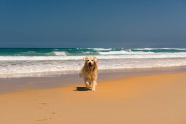 Fuerteventura adasındaki bakir plajlarda Labrador Retriever. İspanya 'nın Fuerteventura adasındaki Coffee Plajı.