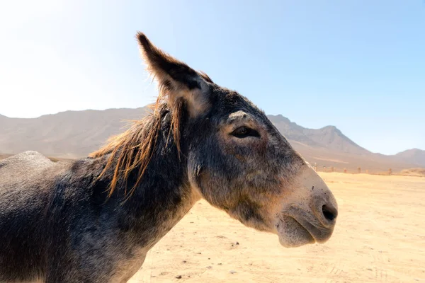 Donkeys Parking Lot Playa Cofete Island Fuerteventura Spain — Stock Photo, Image