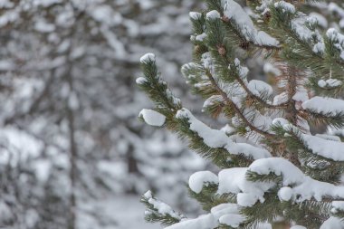 Avrupa 'da Pireneler' de Karlı Çam.