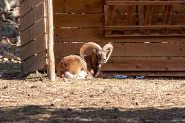 Andorra 'daki Pireneler' deki Naturalandia hayvan parkındaki dağ keçileri..