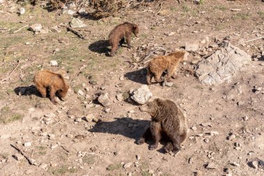 Kahverengi ayı ve yavruları Andorra 'daki Pireneler' deki Naturalandia hayvan parkında..
