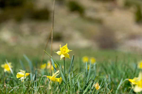 Žluté Narcisy Údolí Incles Pyrenejích Andorra — Stock fotografie