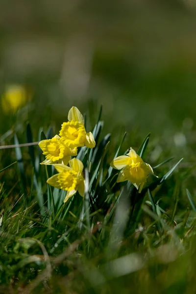 Žluté Narcisy Údolí Incles Pyrenejích Andorra — Stock fotografie