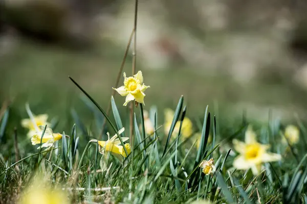 Žluté Narcisy Údolí Incles Pyrenejích Andorra — Stock fotografie