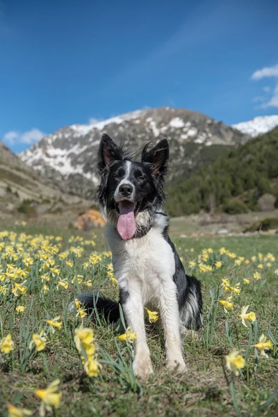 Young Border Collie Vall Incles Andorra Spring 2021 — Stock Photo, Image