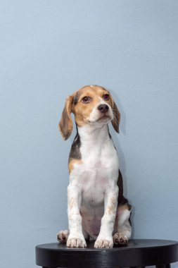 Kanepede dinlenen köpek yavrusu..