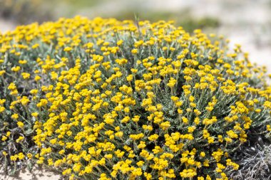 İspanya 'nın Formentera, Balear Adaları' ndaki Illetes Sahili kıyısındaki Lotus sitoidleri.
