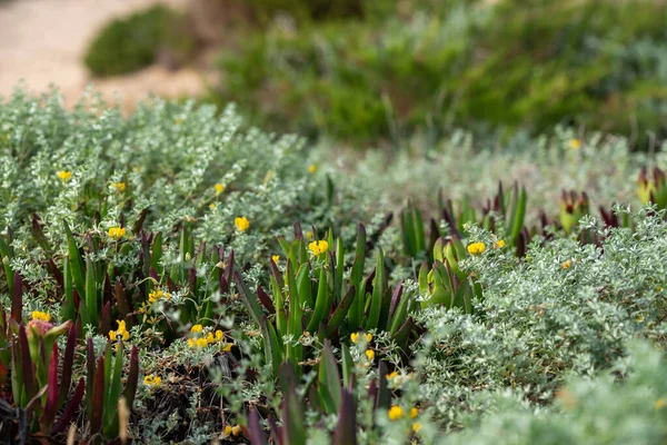 Blommor Formentera Stranden Calo Mort Balearerna — Stockfoto