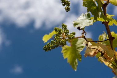 Arkasında mavi gökyüzü olan üzüm bitkisi.