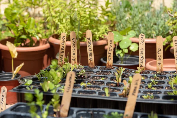 Barcelone Espagne 2021 Mai Plante Dans Jardin Urbain Barcelone Été — Photo