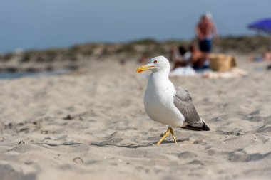 Formentera Adası 'ndaki Llevant sahilinde martı..