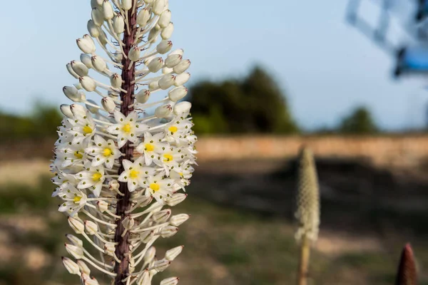 Drimia maritima. La Mola, Formentera, İspanya 'da tohum açan çiçekler