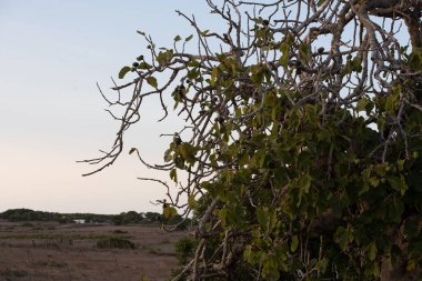 2021 yazında Formentera, La Mola 'da incir ağacı.