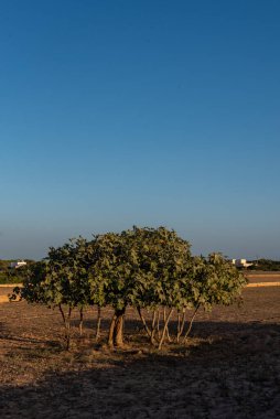 İspanya 'nın Formentera adasındaki Avrupa' nın en büyük incir ağacının manzarası.