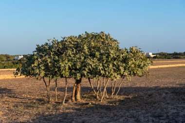 İspanya 'nın Formentera adasındaki Avrupa' nın en büyük incir ağacının manzarası.