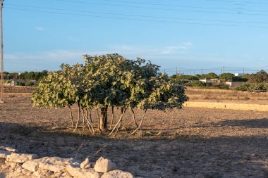 İspanya 'nın Formentera adasındaki Avrupa' nın en büyük incir ağacının manzarası.
