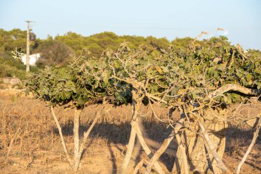 İspanya 'nın Formentera adasındaki Avrupa' nın en büyük incir ağacının manzarası.
