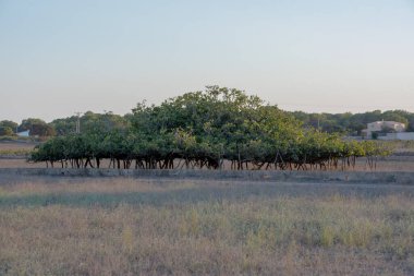 İspanya 'nın Formentera adasındaki Avrupa' nın en büyük incir ağacının manzarası.