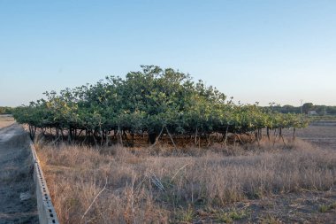 İspanya 'nın Formentera adasındaki Avrupa' nın en büyük incir ağacının manzarası.