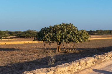 İspanya 'nın Formentera adasındaki Avrupa' nın en büyük incir ağacının manzarası.