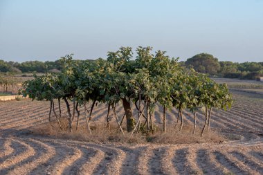 İspanya 'nın Formentera adasındaki Avrupa' nın en büyük incir ağacının manzarası.